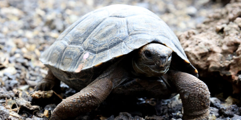140 évesen halt meg egy óriásteknős