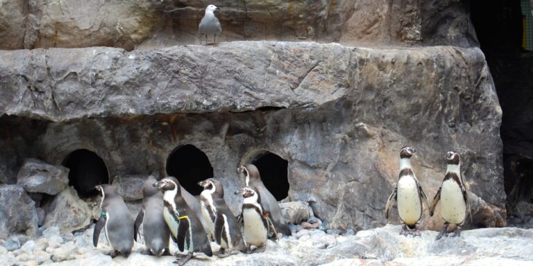 Eltűnhet egy aranyos pingvinfaj