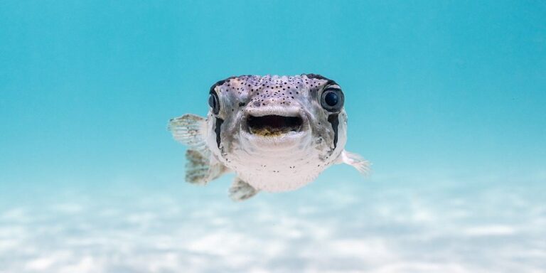 Már megint itt vannak az év legviccesebb állatfotói