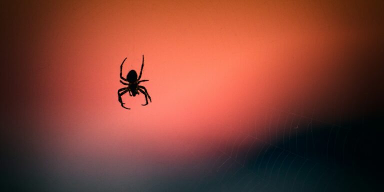 Rábukkantak a tudósok a világ legnagyobb pókhálójára