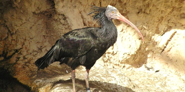 Furcsa szökevény jelent meg egy irodaház ablakában Budapesten