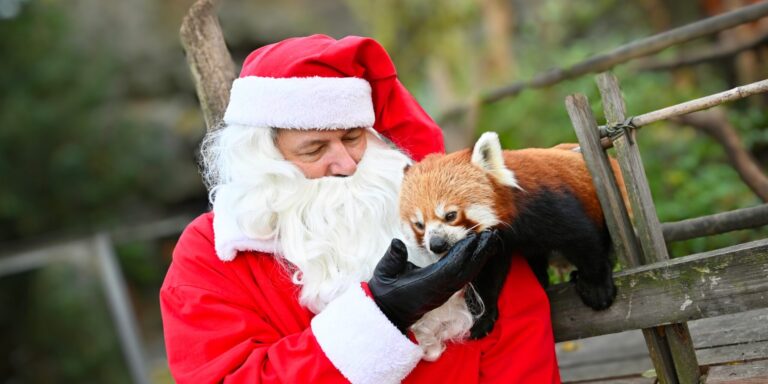 Hitel a fővárosnak, hiteles aláírások, vöröspandák – híradó