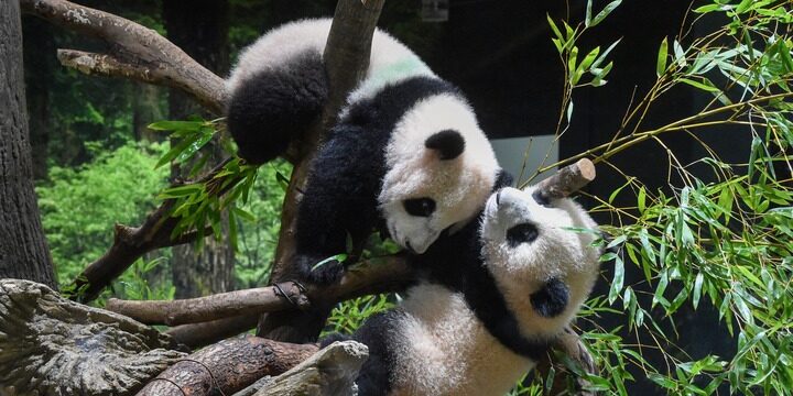 Kína visszakérte a pandáit Japántól