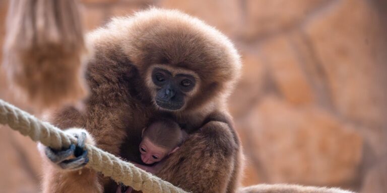 Újabb tárgyalás az orosz-ukrán békéről, és egy nagyon cuki bébigibbon – híradó