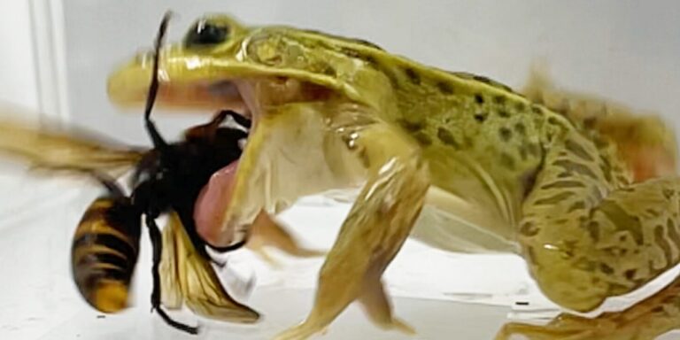 A mocsári békának meg sem kottyan egy lódarázs csípése, a fullánkjával együtt felfalja