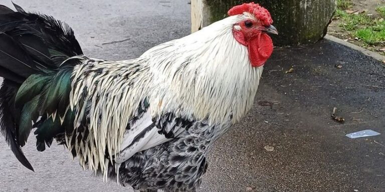 Oscar-díjért versenyezhet egy magyar kakasról szóló film