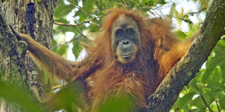 Óriási vihar miatt került a kihalás szélére egy orangután-faj