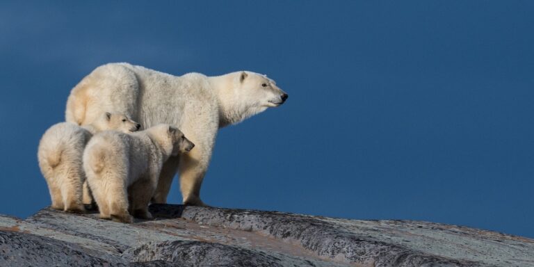 Hátrányban a Fidesz, örökbe fogadott jegesmedvebocs – híradó