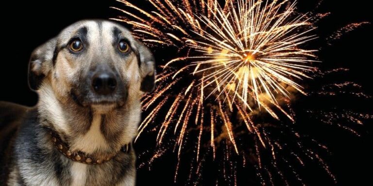 Szilveszter után rengeteg dolga volt az állatmentőknek