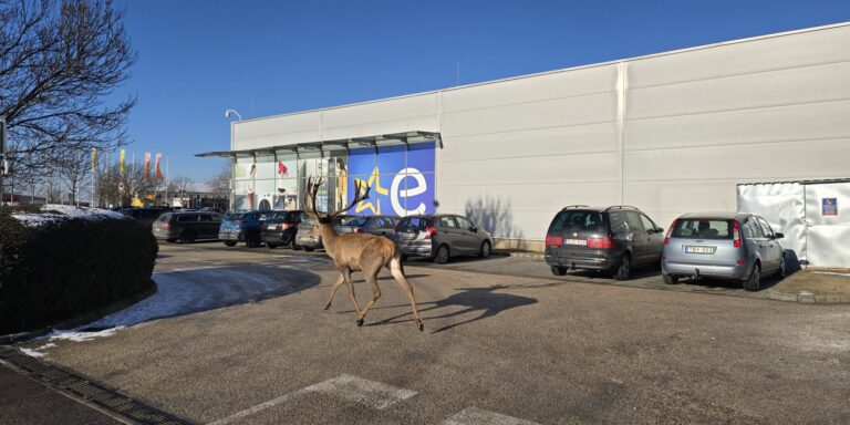 Bevásárolni indult egy szarvas Esztergomban