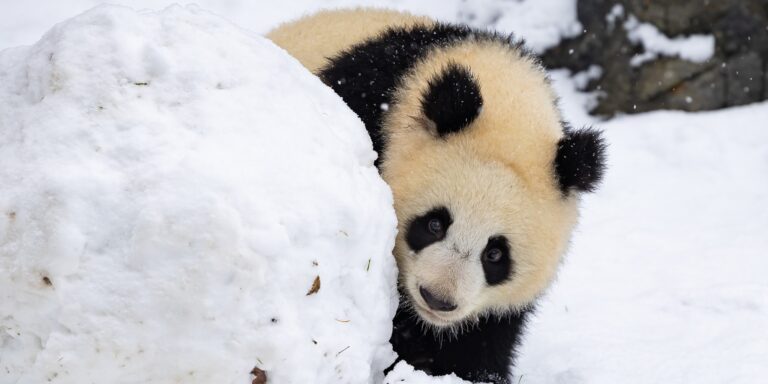 Eligazított nagykövetek, pandák a hóban – híradó