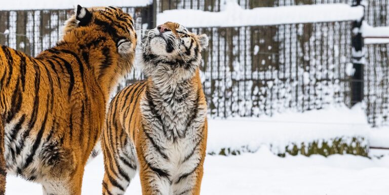 A kormány állítja, nem hibázott a Szőlő utca ügyében, tigrisszerelem van a levegőben – híradó