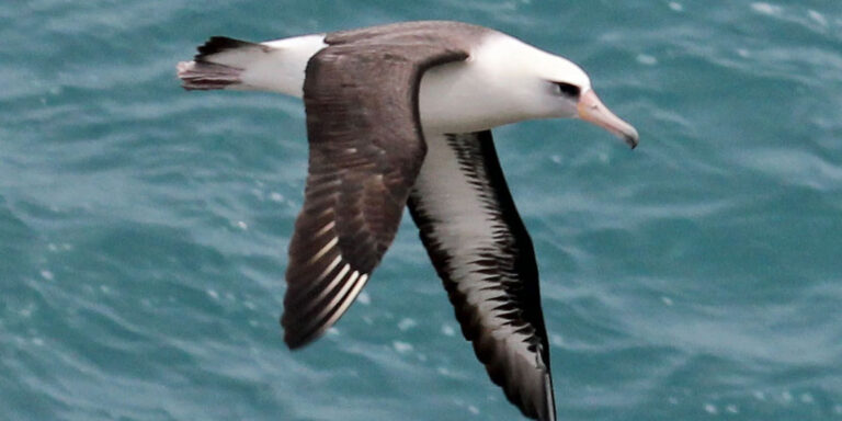 Élőben figyelhetjük a legnagyobb madárbulit