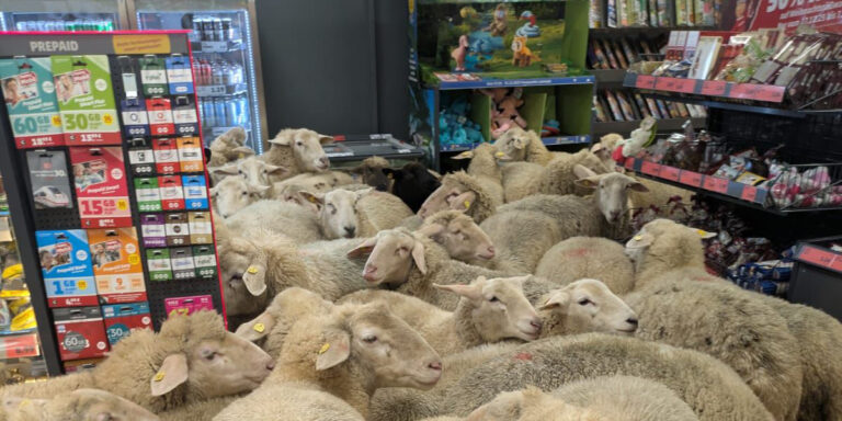 Ötven bárány sétált be egy németországi Pennybe