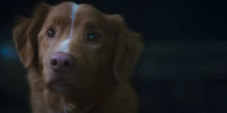 Kutya nyert egy rangos filmdíjat, öt hollywoodi sztárt nyomott le