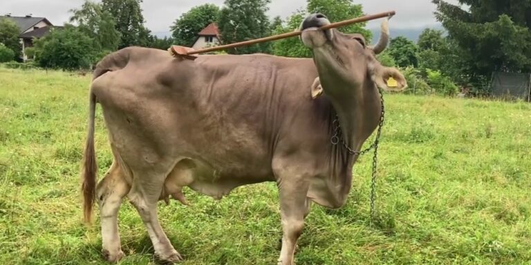 Megvakarta a hátát egy osztrák tehén, és ezzel elbizonytalanította a tudósokat