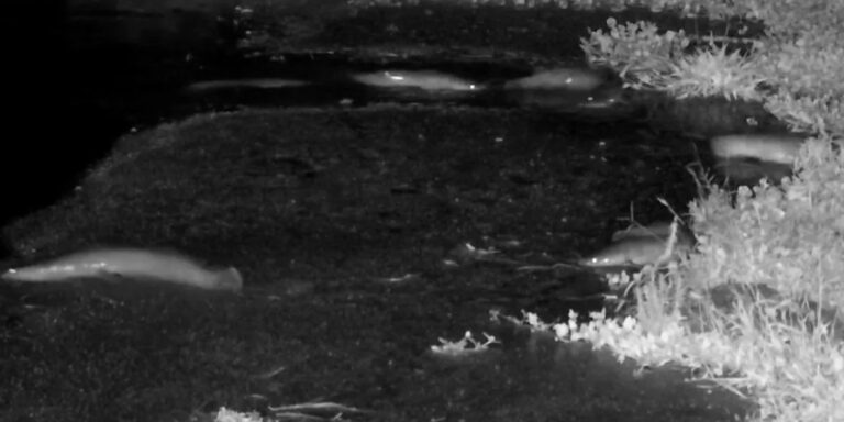 Cigányozó miniszter, szárazföldön sétáló afrikai harcsák – híradó