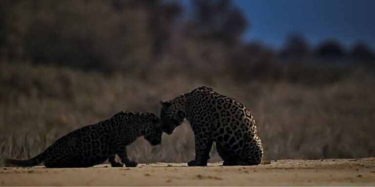 Varázslatos természetfilmek, amiket otthon is megnézhettek