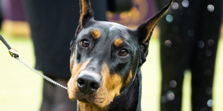 Megválasztották a világ legszebb kutyáját