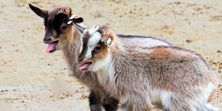 Nyomoz a rendőrség az akkugyár ügyében, lassan bölcsit nyithat a budapesti állatkert – híradó