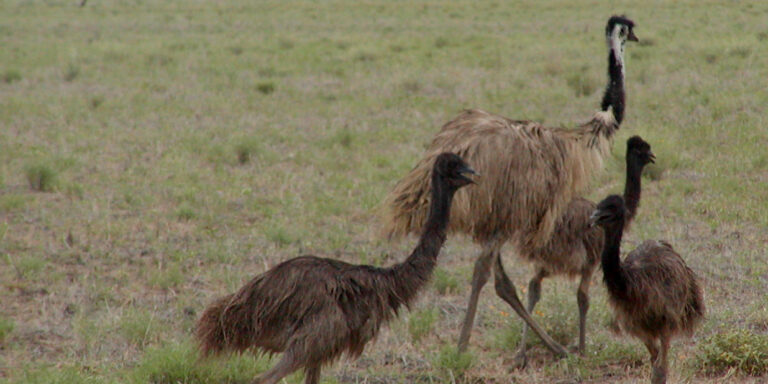 Katonák harcoltak közel száz éve ez emuk ellen, és az emuk győztek