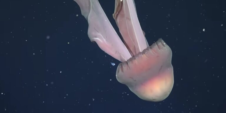 Buszméretű medúzát filmeztek le