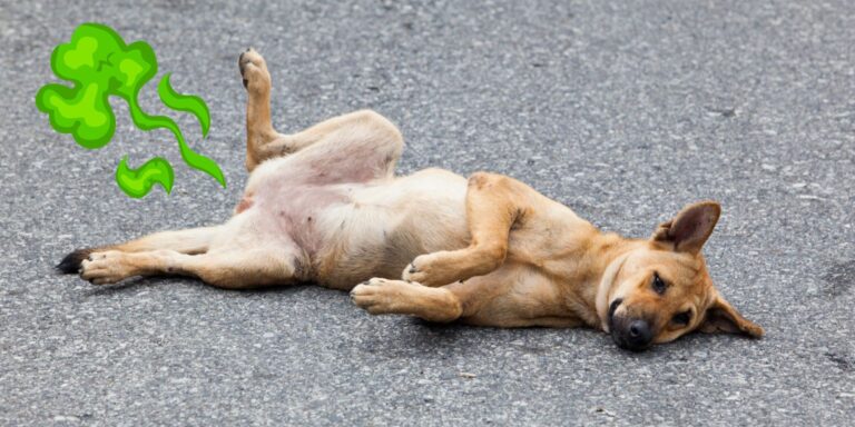 Egy kutatás szerint sokkal többet fingunk, mint amennyit beismerünk