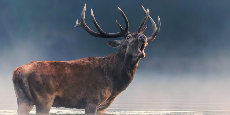 Gyönyörű természetfotókat csodálhatunk meg az Állatkertben – És most egy párat a Kispolgáron is