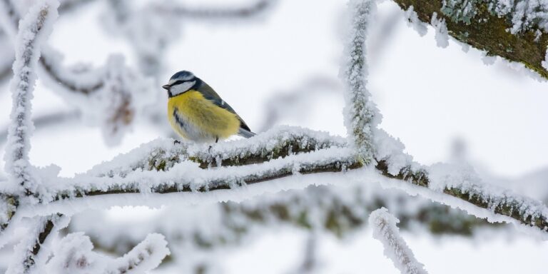 Miért nem fagynak oda a madarak az ágakhoz télen?