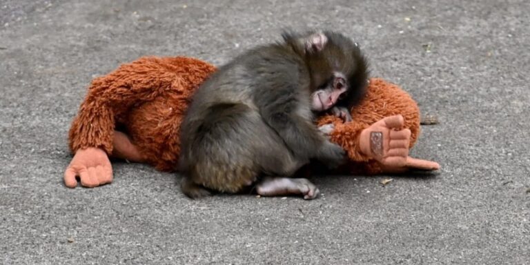 Egy elárvult kismajomnak drukkolt az egész világ