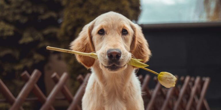 Mentett kutyák költöznek be a veszprémi és a tiszalöki börtönbe