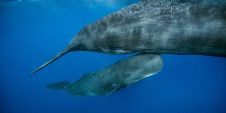 A kisbálnák születésénél több nagy bálna is segíti az anyukát