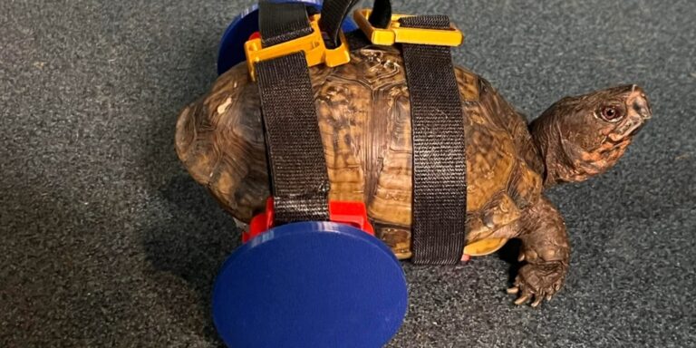„Kerekesszéket” kapott egy teknős, és így újra tud sétálni