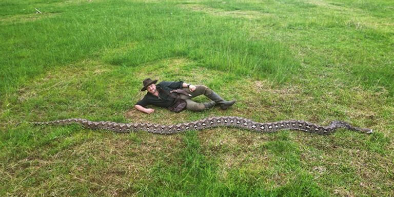 Megvan a világ leghosszabb kígyója