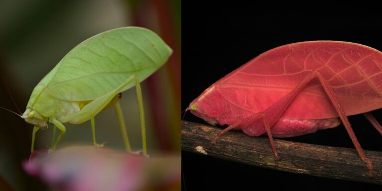 Találtak egy színváltoztató rovart