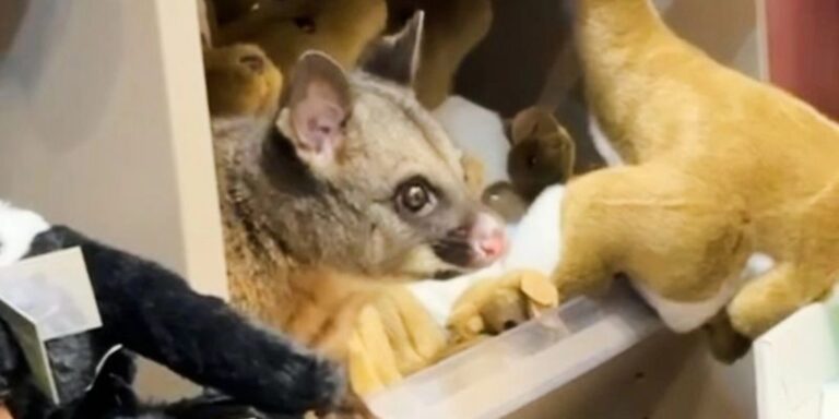 Pislogott a plüssjáték az egyik ausztrál boltban