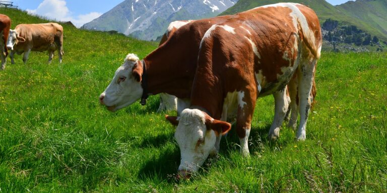 Nem is olyan buták a tehenek, felismerik az embereket