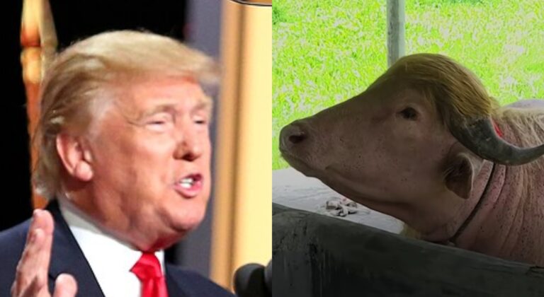 Mindenki látni akarja a Donald Trumpról elnevezett bivalyt