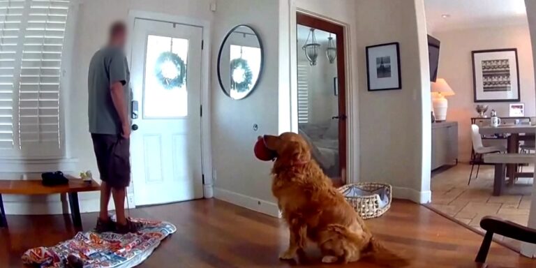 Játékkal a szájában üdvözölte a házukba betörő férfit egy golden retriever