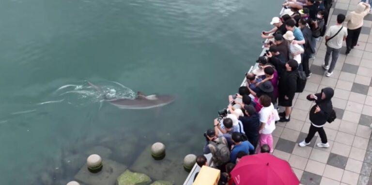 Termetes cápa úszkál egy dél-koreai kikötővárosnál, özönlenek hozzá a turisták
