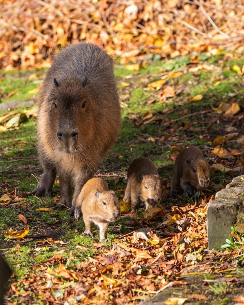 Kapibara hármasikrek és anyjuk, Luna. Forrás: Edinburgh Zoo